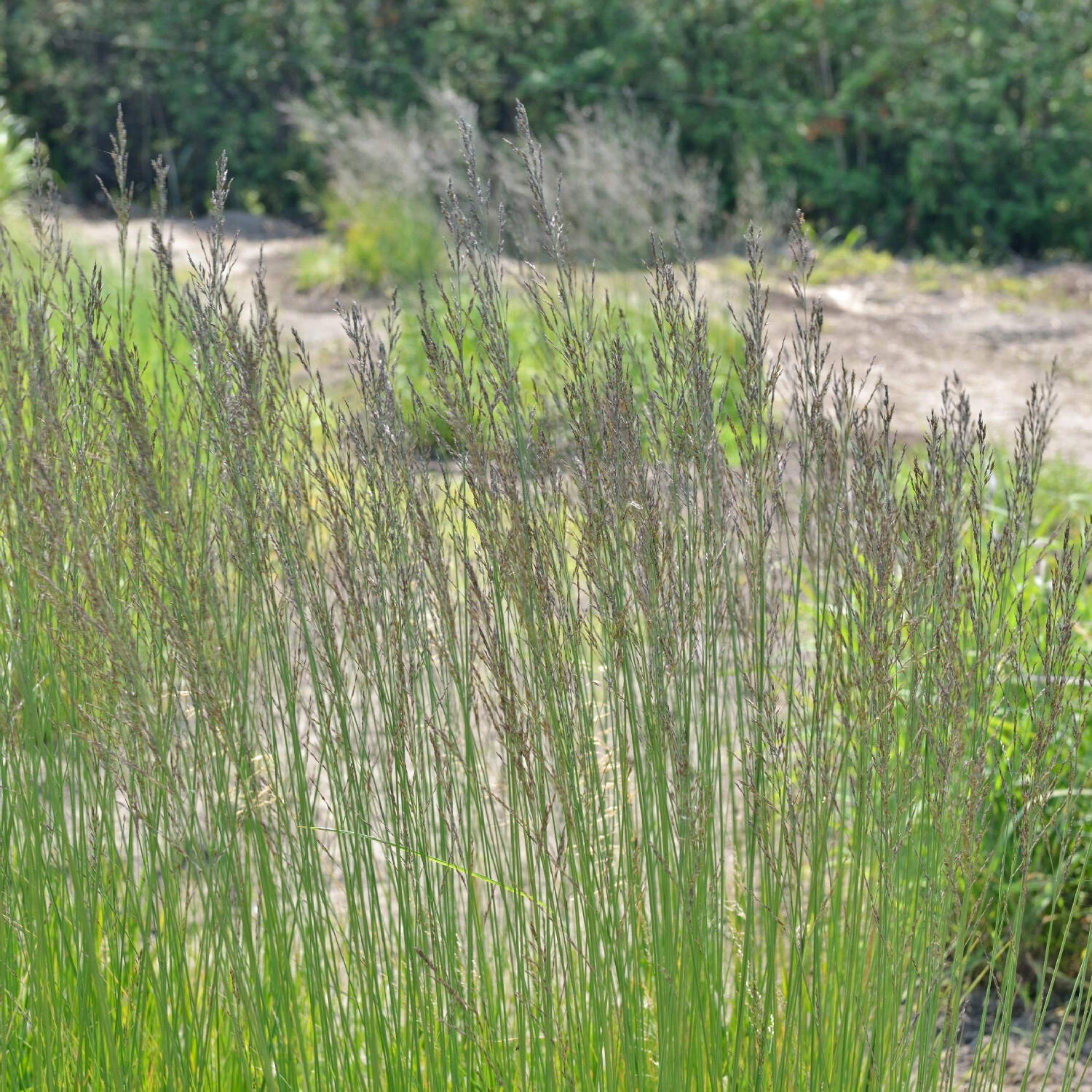 Molinia Caerulea Arundinacea 'Fontäne' 1 Molinia Caerulea Arundinacea 'Fontäne'