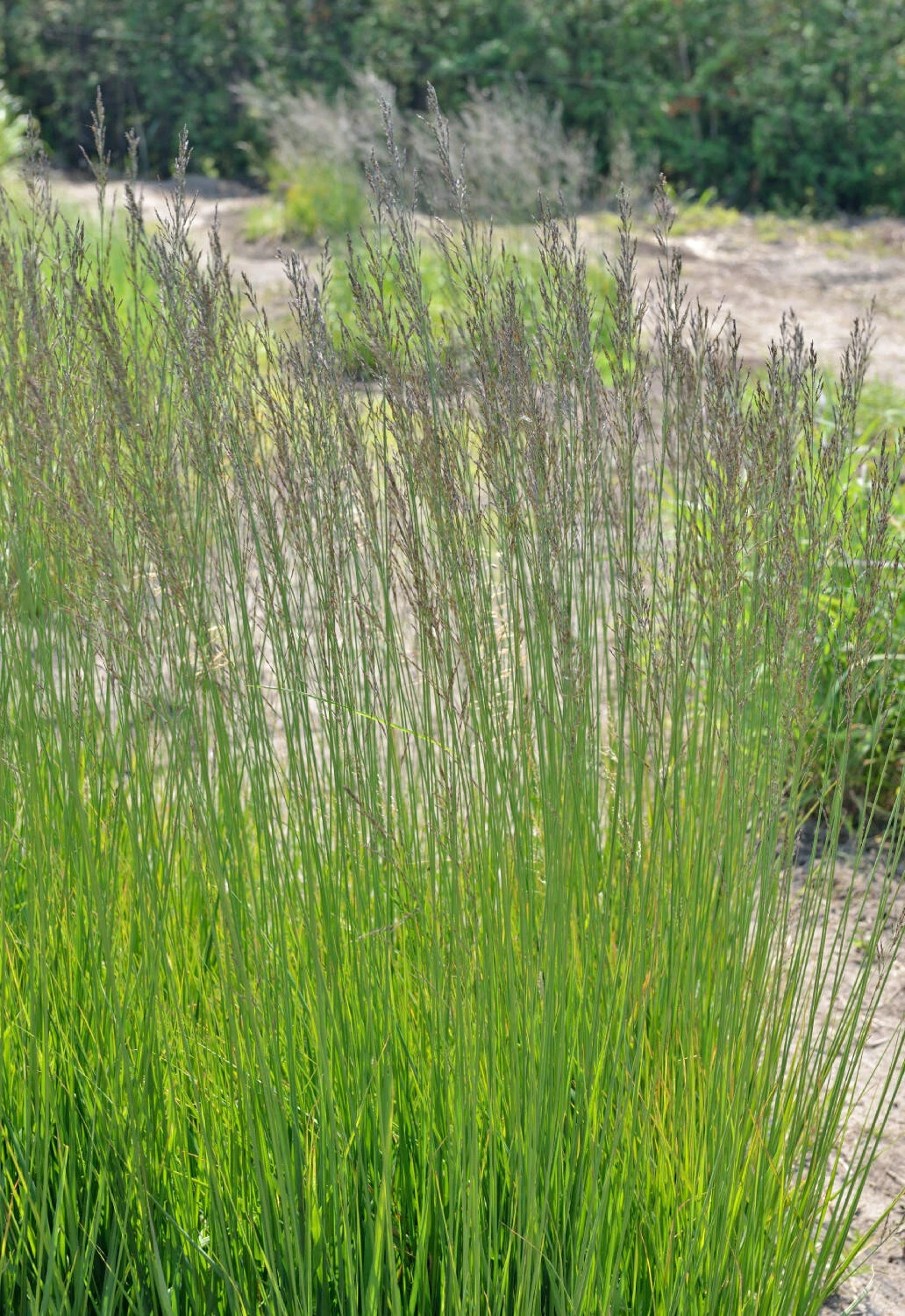 Molinia Caerulea Arundinacea 'Fontäne' 2 Molinia Caerulea Arundinacea 'Fontäne' – Bild 2