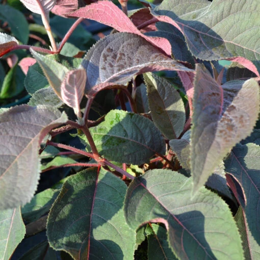 Hydrangea Aspera 'Hot Chocolate' 7 Hydrangea Aspera 'Hot Chocolate' -Seeds and Fertilizers Geschäft hydrangea aspera hot chocolate