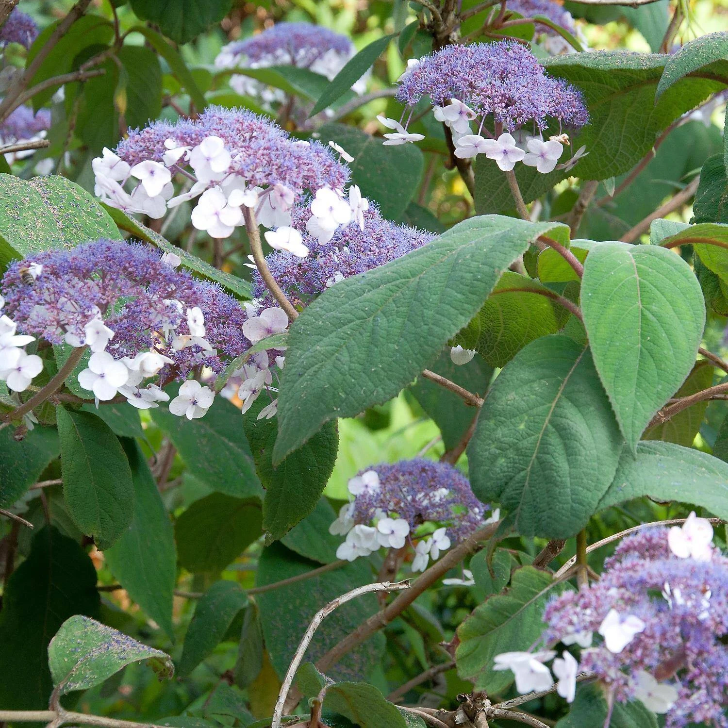 Hydrangea Aspera 'Macrophylla' 1 Hydrangea Aspera 'Macrophylla'