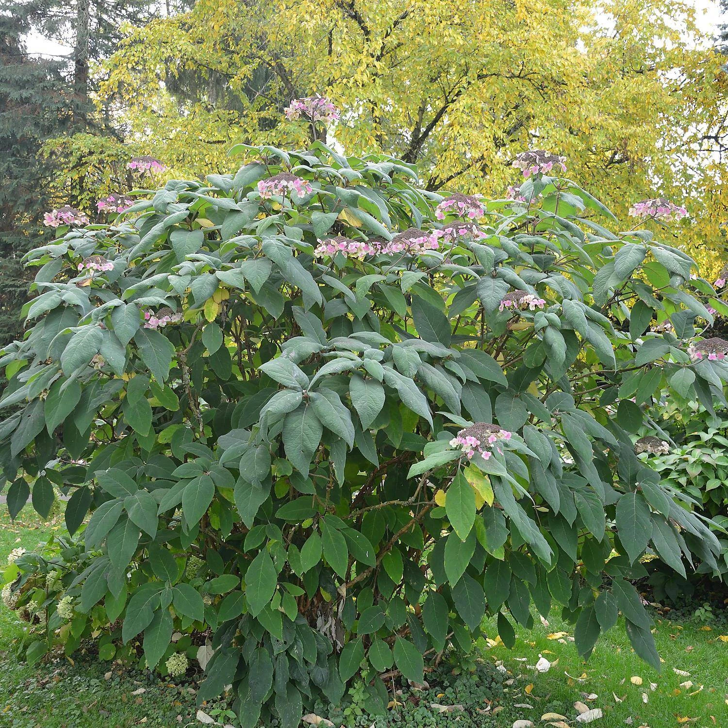 Hydrangea Aspera 'Macrophylla' 2 Hydrangea Aspera 'Macrophylla' – Bild 2