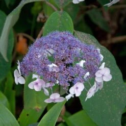 Hydrangea Aspera 'Macrophylla' 5 Hydrangea Aspera 'Macrophylla' -Seeds and Fertilizers Geschäft hydrangea aspera macrophylla3