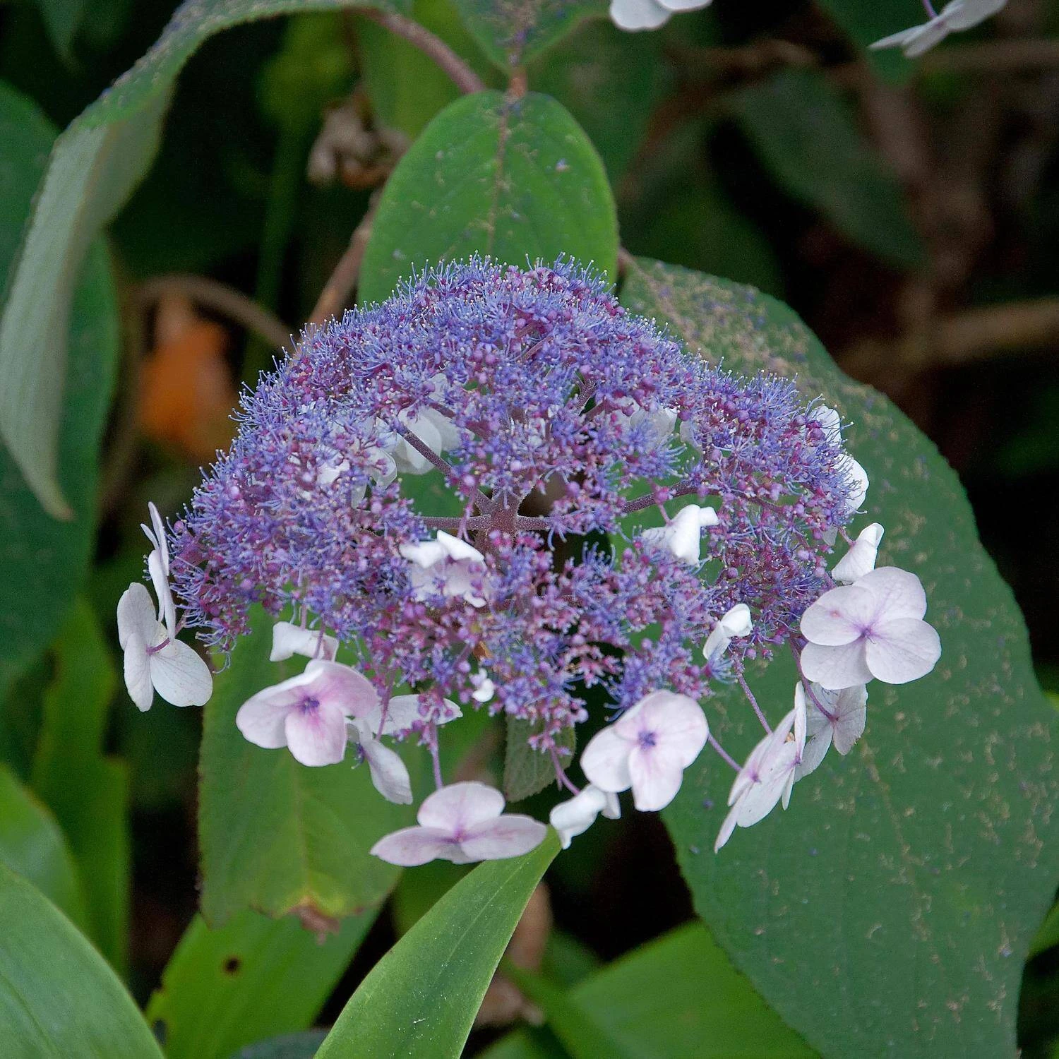 Hydrangea Aspera 'Macrophylla' 3 Hydrangea Aspera 'Macrophylla' – Bild 3