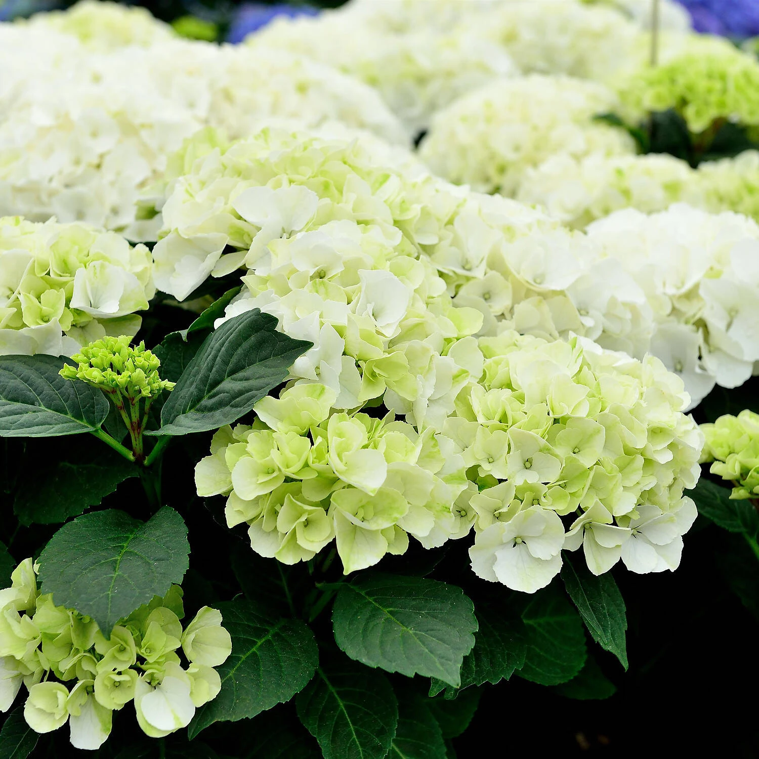 Hydrangea Macrophylla 'Bianco' 1 Hydrangea Macrophylla 'Bianco'
