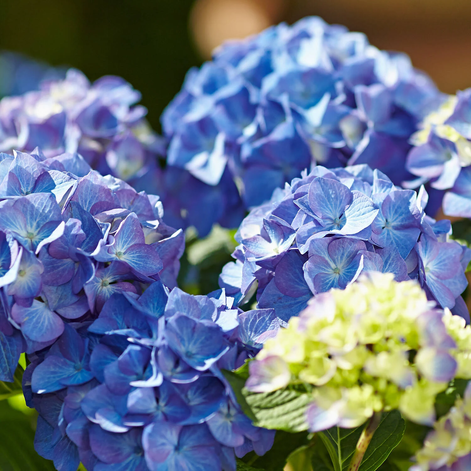 Hydrangea Macrophylla 'Diva Fiore' ® (Blau) 1 Hydrangea Macrophylla 'Diva Fiore' ® (Blau)