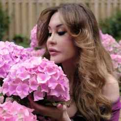 Hydrangea Macrophylla 'Dolly Buster' ®