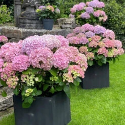 Hydrangea Macrophylla 'Dolly Buster' ® 8 Hydrangea Macrophylla 'Dolly Buster' ® -Seeds and Fertilizers Geschäft hydrangea macrophylla dolly buster3