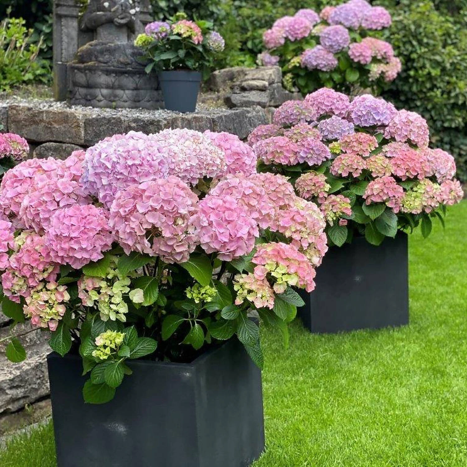 Hydrangea Macrophylla 'Dolly Buster' ® 3 Hydrangea Macrophylla 'Dolly Buster' ® – Bild 3