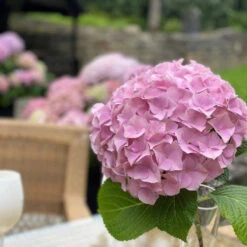 Hydrangea Macrophylla 'Dolly Buster' ® 9 Hydrangea Macrophylla 'Dolly Buster' ® -Seeds and Fertilizers Geschäft hydrangea macrophylla dolly buster4