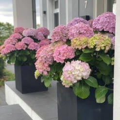 Hydrangea Macrophylla 'Dolly Buster' ® 10 Hydrangea Macrophylla 'Dolly Buster' ® -Seeds and Fertilizers Geschäft hydrangea macrophylla dolly buster5