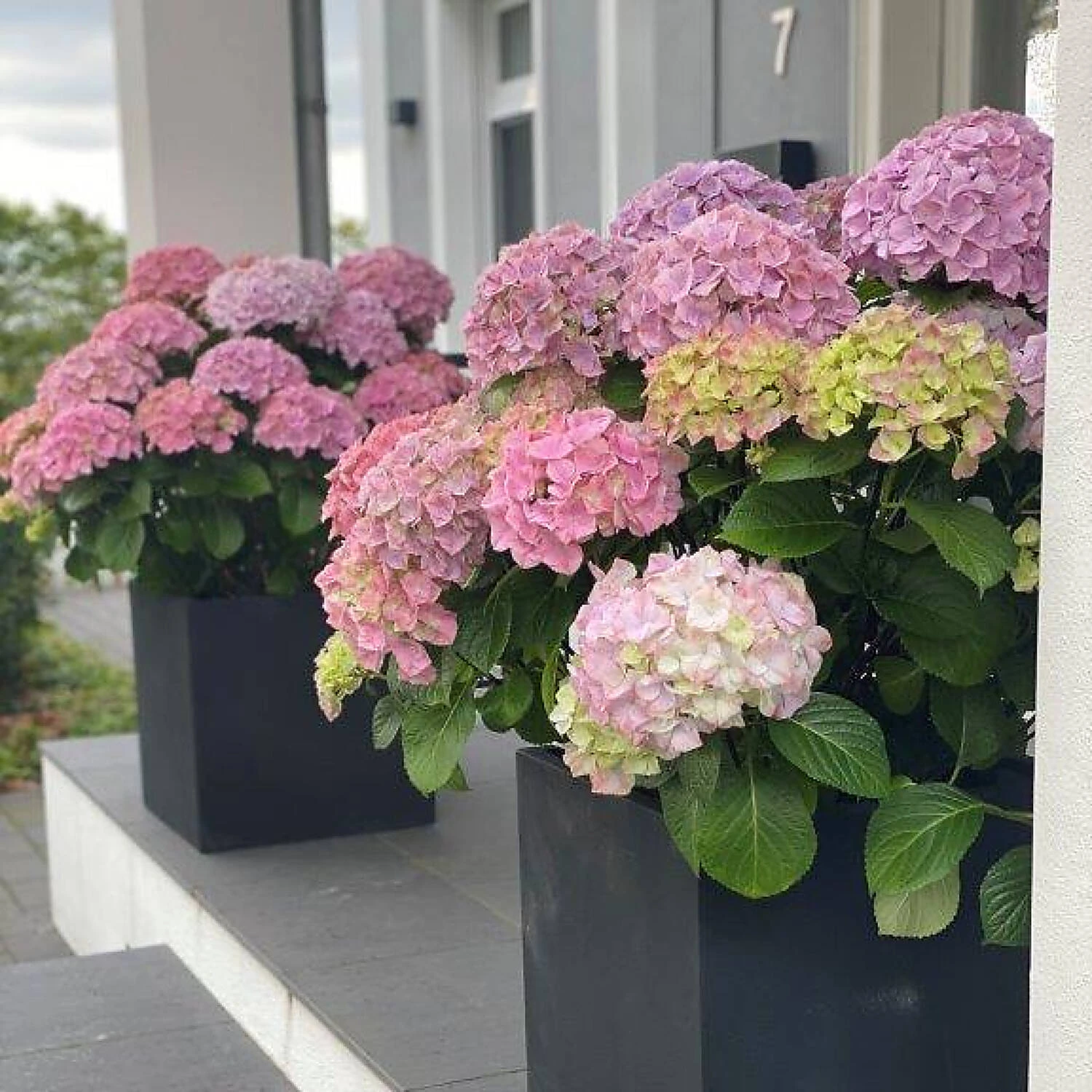 Hydrangea Macrophylla 'Dolly Buster' ® 5 Hydrangea Macrophylla 'Dolly Buster' ® – Bild 5