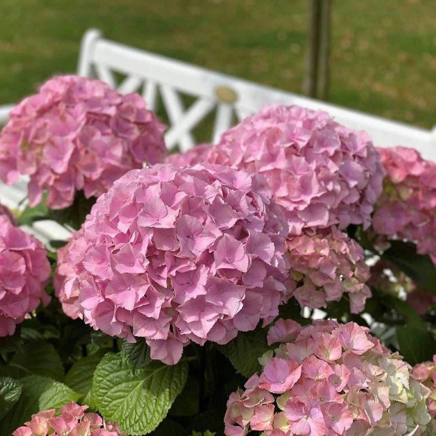 Hydrangea Macrophylla 'Dolly Buster' ® 6 Hydrangea Macrophylla 'Dolly Buster' ® – Bild 6