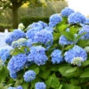 Hydrangea Macrophylla 'Endless Summer'® Blau