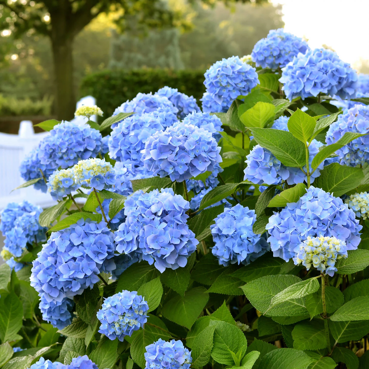 Hydrangea Macrophylla 'Endless Summer'® Blau 1 Hydrangea Macrophylla 'Endless Summer'® Blau