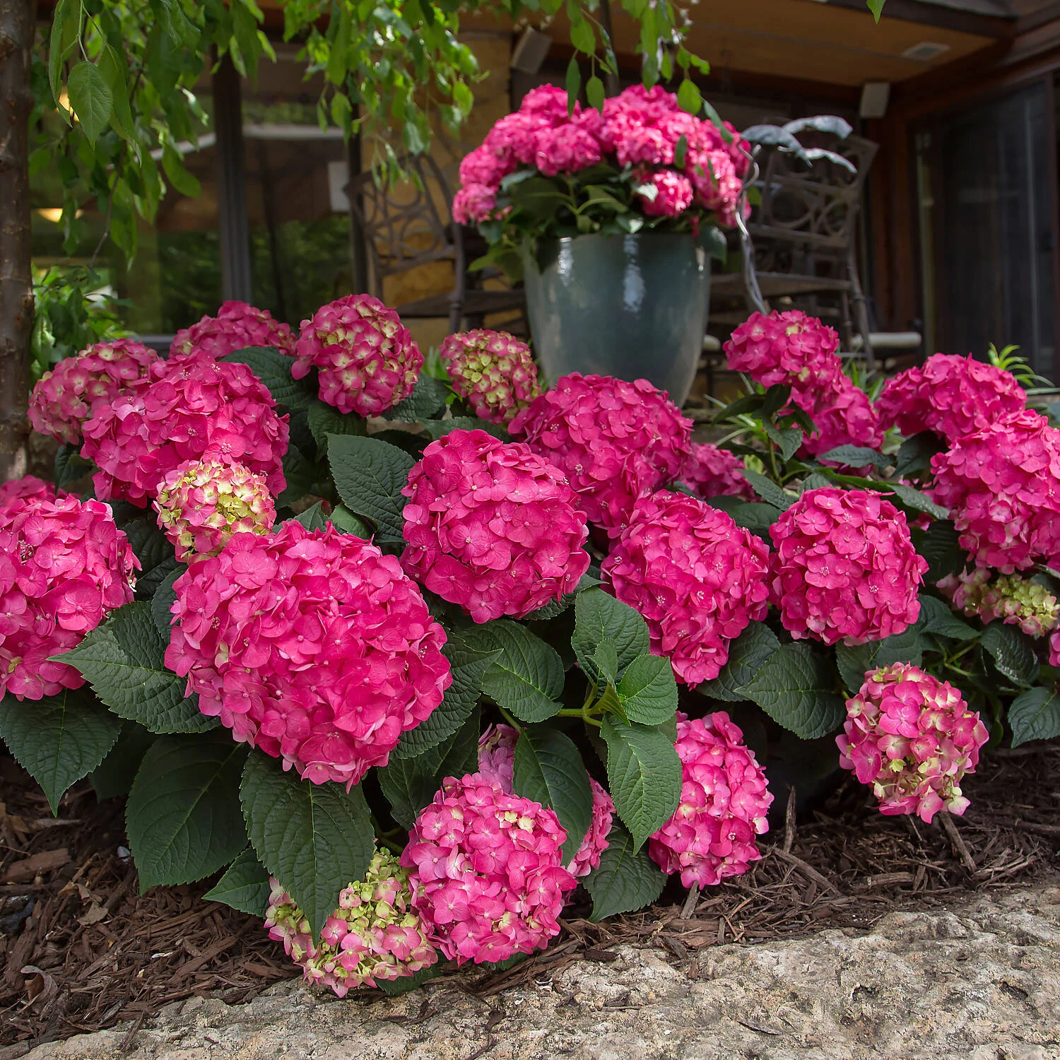 Hydrangea Macrophylla 'Endless Summer® 'Summer Love' 1 Hydrangea Macrophylla 'Endless Summer® 'Summer Love'