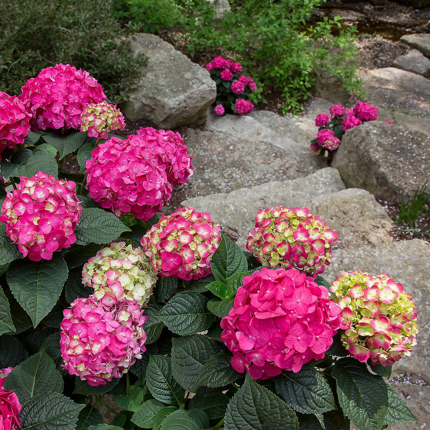 Hydrangea Macrophylla 'Endless Summer® 'Summer Love' 2 Hydrangea Macrophylla 'Endless Summer® 'Summer Love' – Bild 2