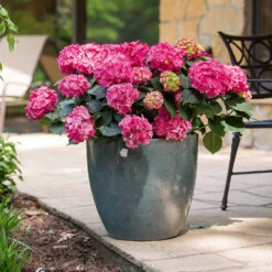 Hydrangea Macrophylla 'Endless Summer® 'Summer Love' 5 Hydrangea Macrophylla 'Endless Summer® 'Summer Love' -Seeds and Fertilizers Geschäft hydrangea macrophylla endless summer love3