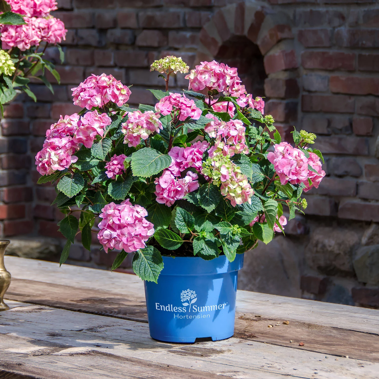 Hydrangea Macrophylla 'Endless Summer'® Rose 1 Hydrangea Macrophylla 'Endless Summer'® Rose