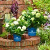 Hydrangea Macrophylla Endless Summer ® 'The Bride'
