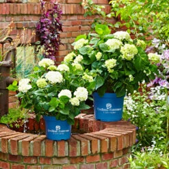 Hydrangea Macrophylla Endless Summer ® 'The Bride'
