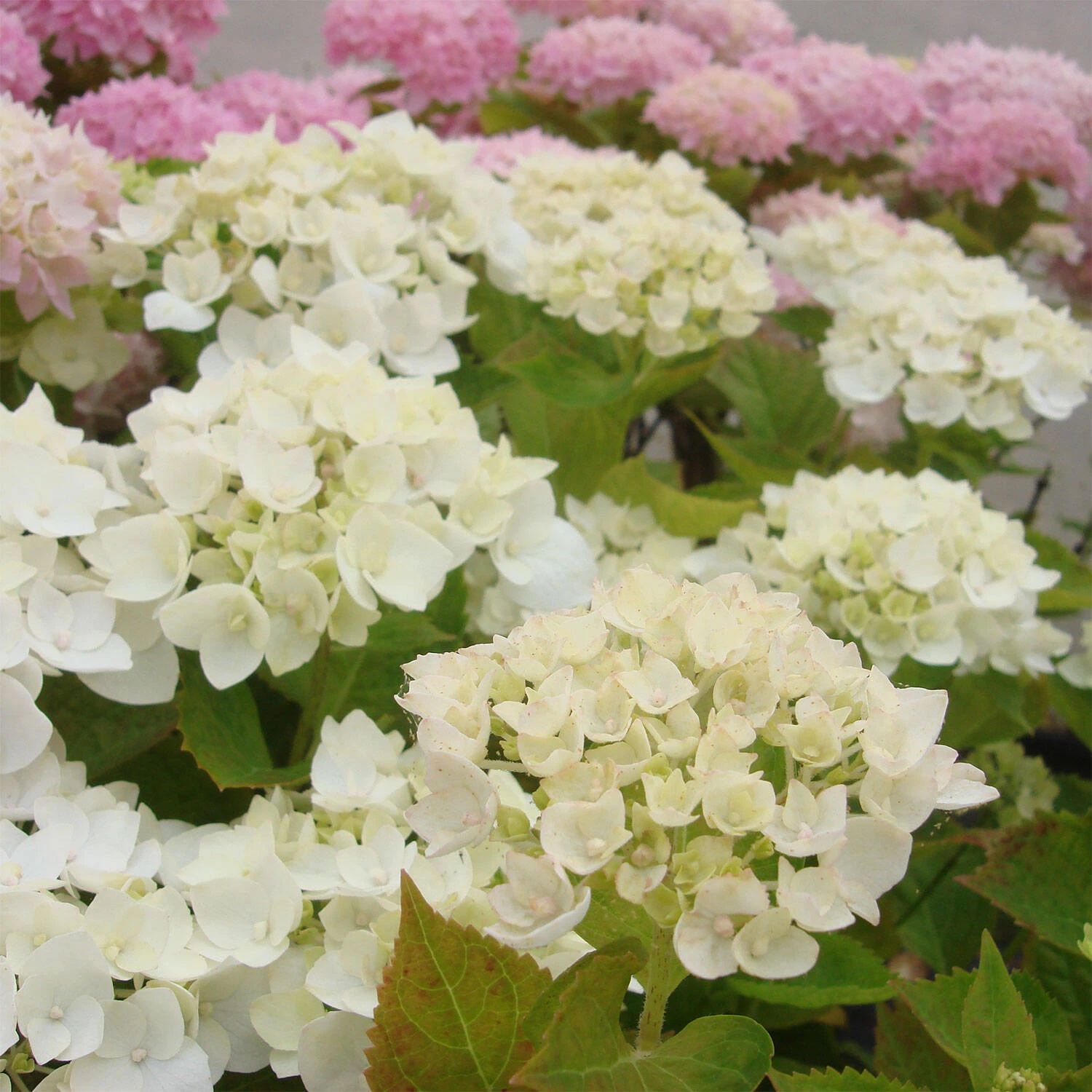Hydrangea Macrophylla Endless Summer ® 'The Bride' 2 Hydrangea Macrophylla Endless Summer ® 'The Bride' – Bild 2