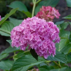 Hydrangea Macrophylla 'Forever & Ever'