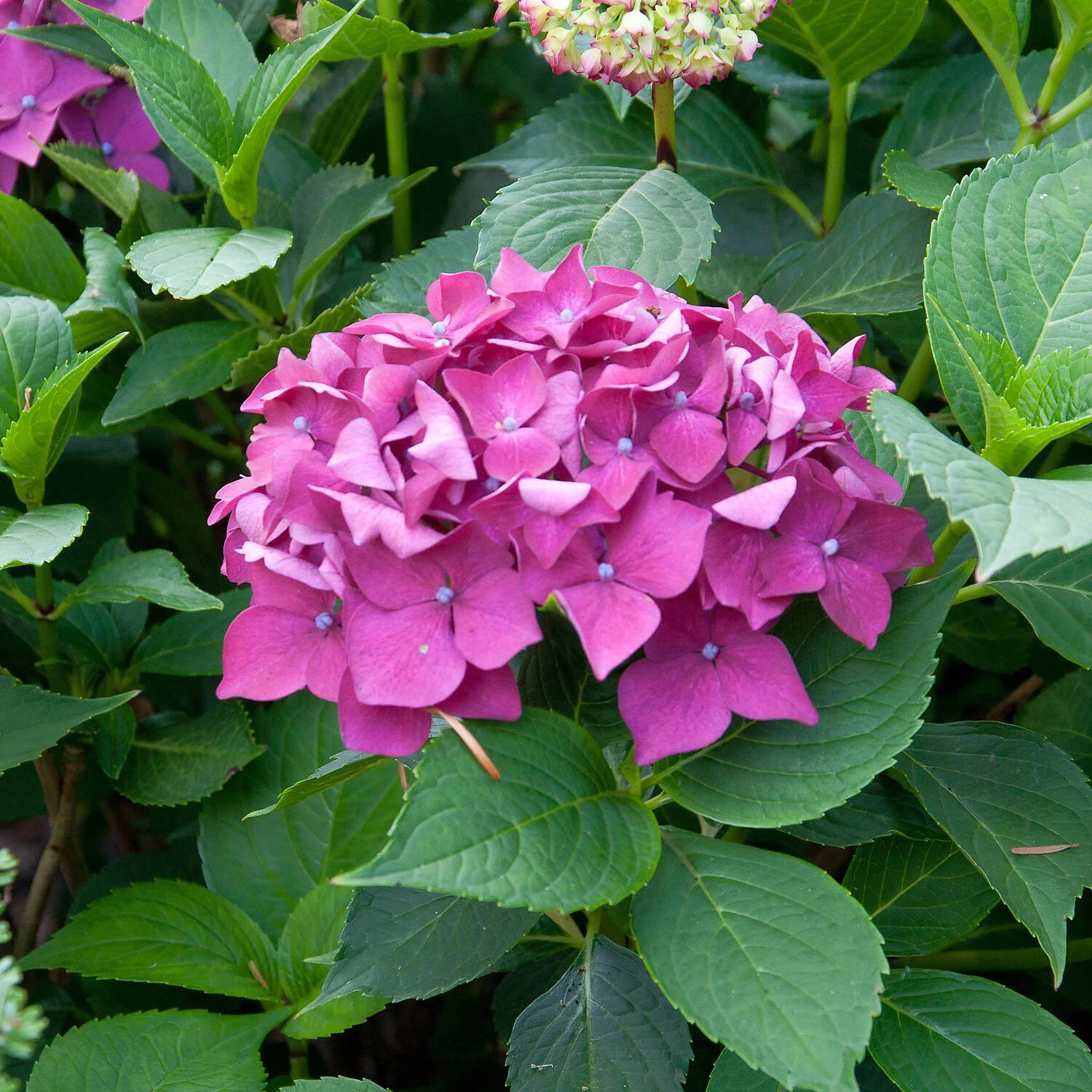 Hydrangea Macrophylla 'Leuchtfeuer' 1 Hydrangea Macrophylla 'Leuchtfeuer'