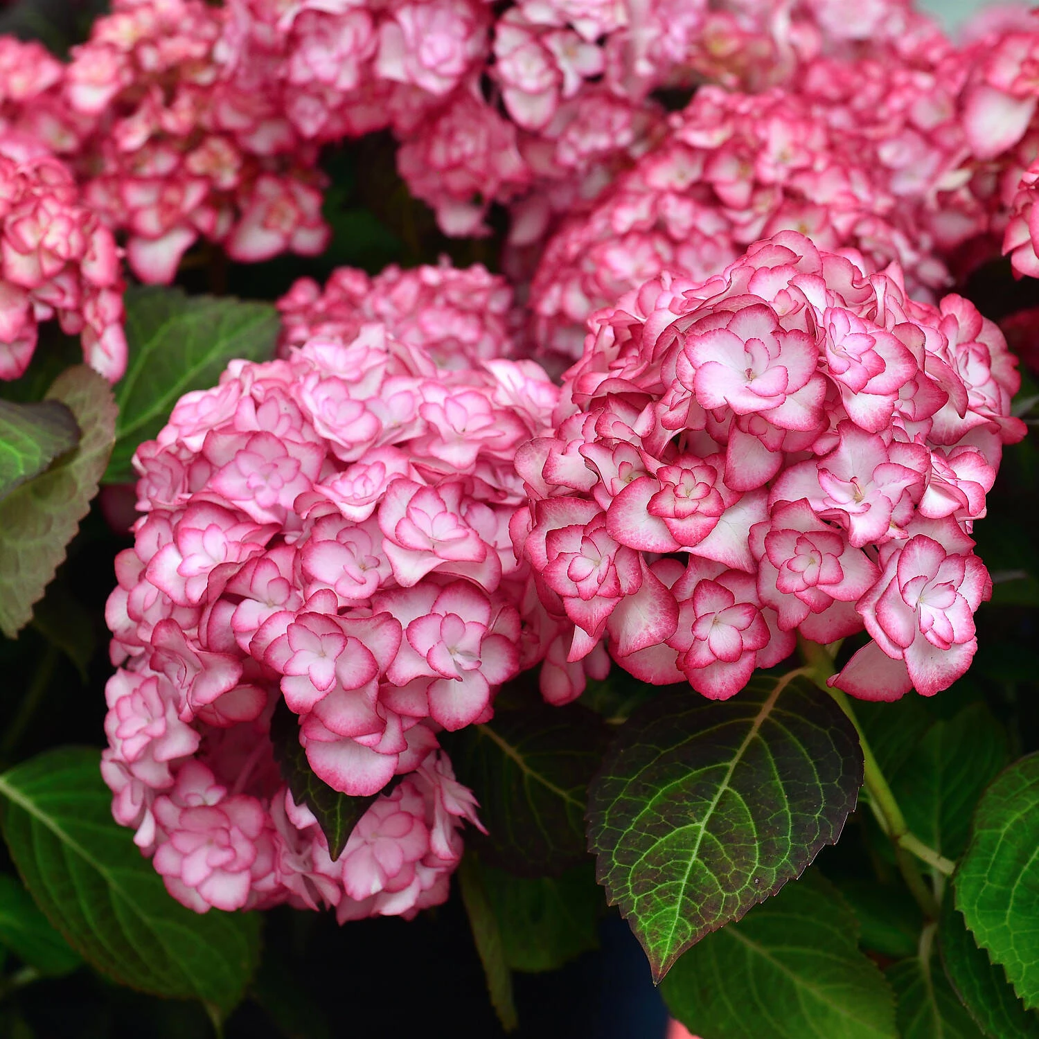 Hydrangea Macrophylla 'Miss Saori' 1 Hydrangea Macrophylla 'Miss Saori'