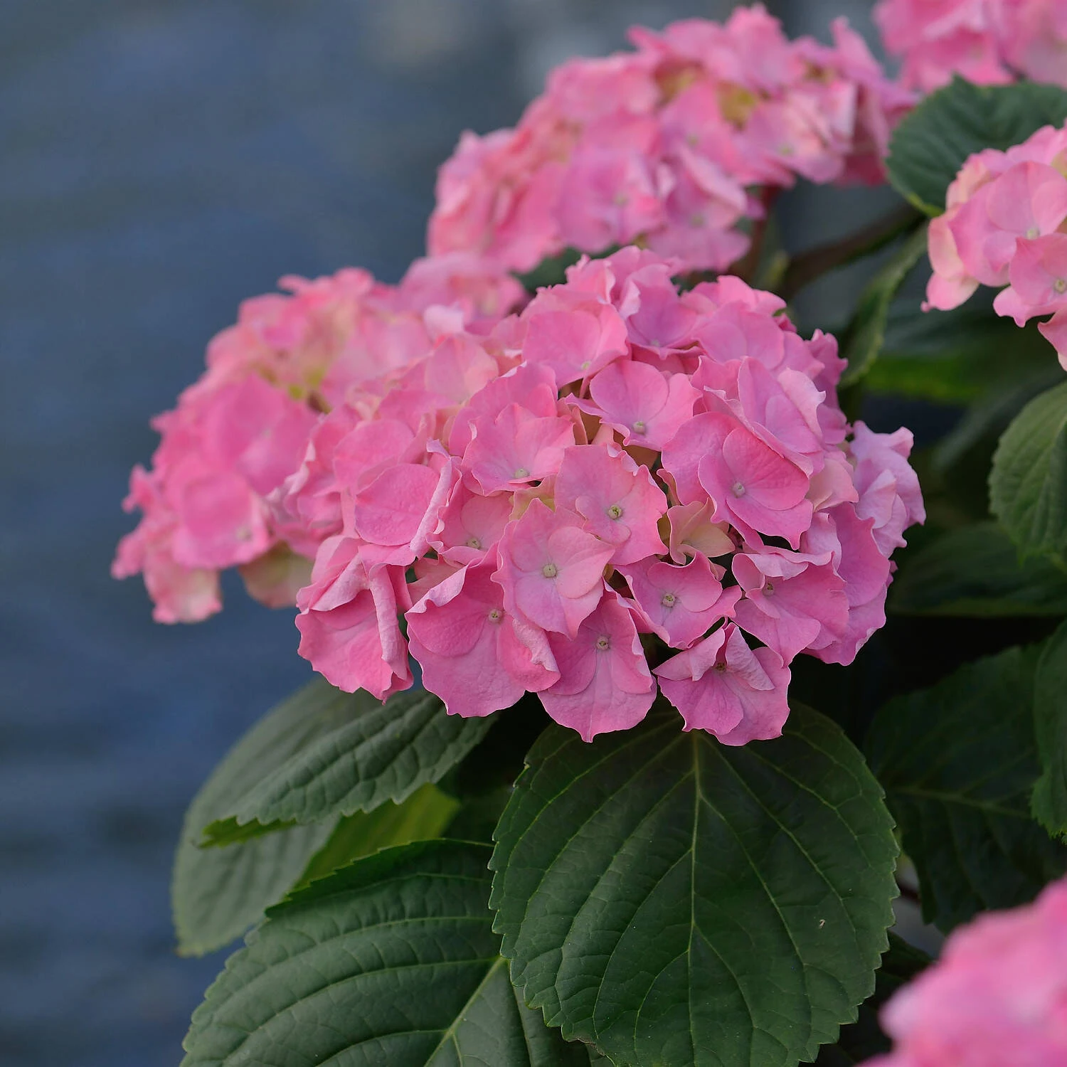 Hydrangea Macrophylla 'Rosita' 1 Hydrangea Macrophylla 'Rosita'