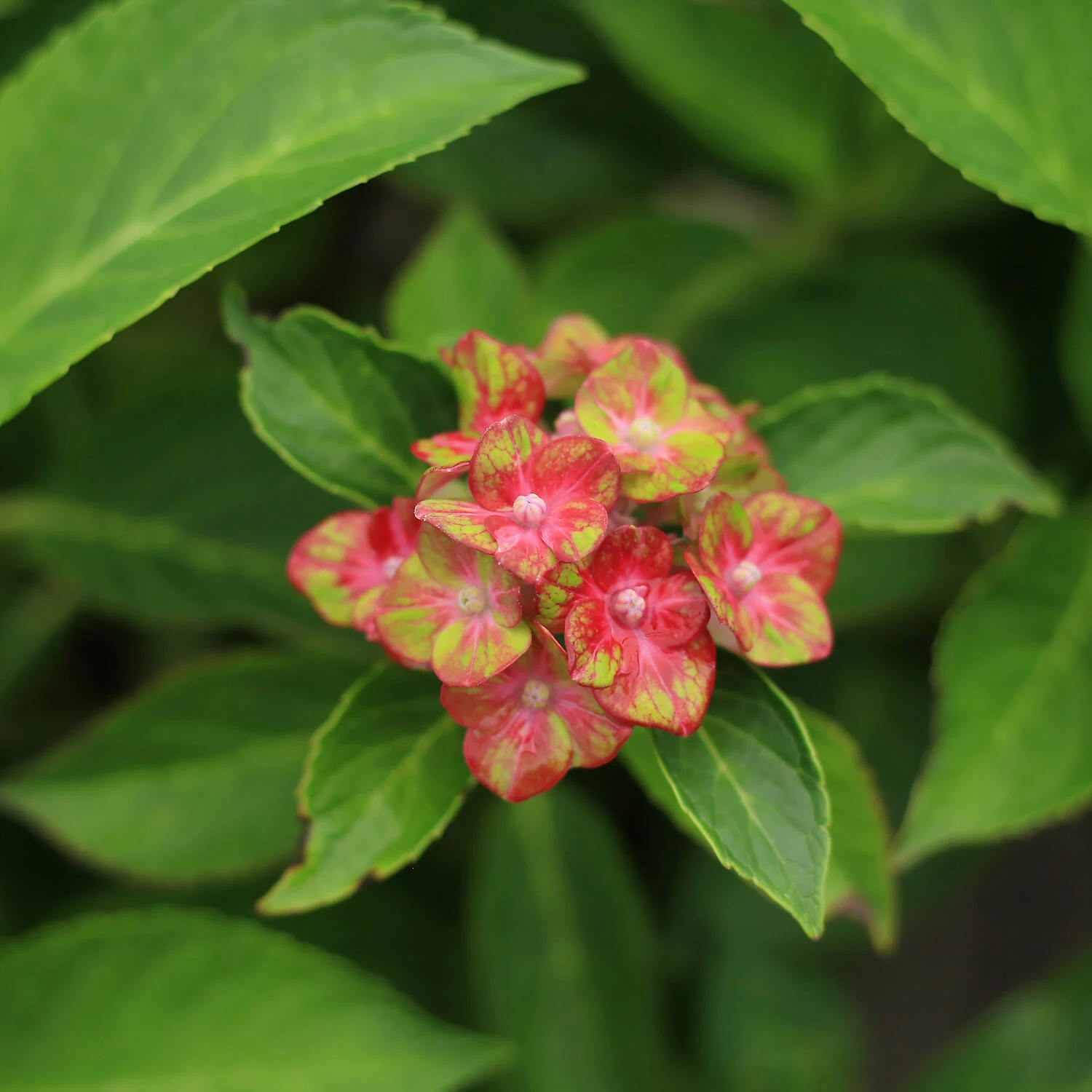 Hydrangea Macrophylla 'Saxon® Schloss Wackerbarth, Horwack(s)' 1 Hydrangea Macrophylla 'Saxon® Schloss Wackerbarth, Horwack(s)'
