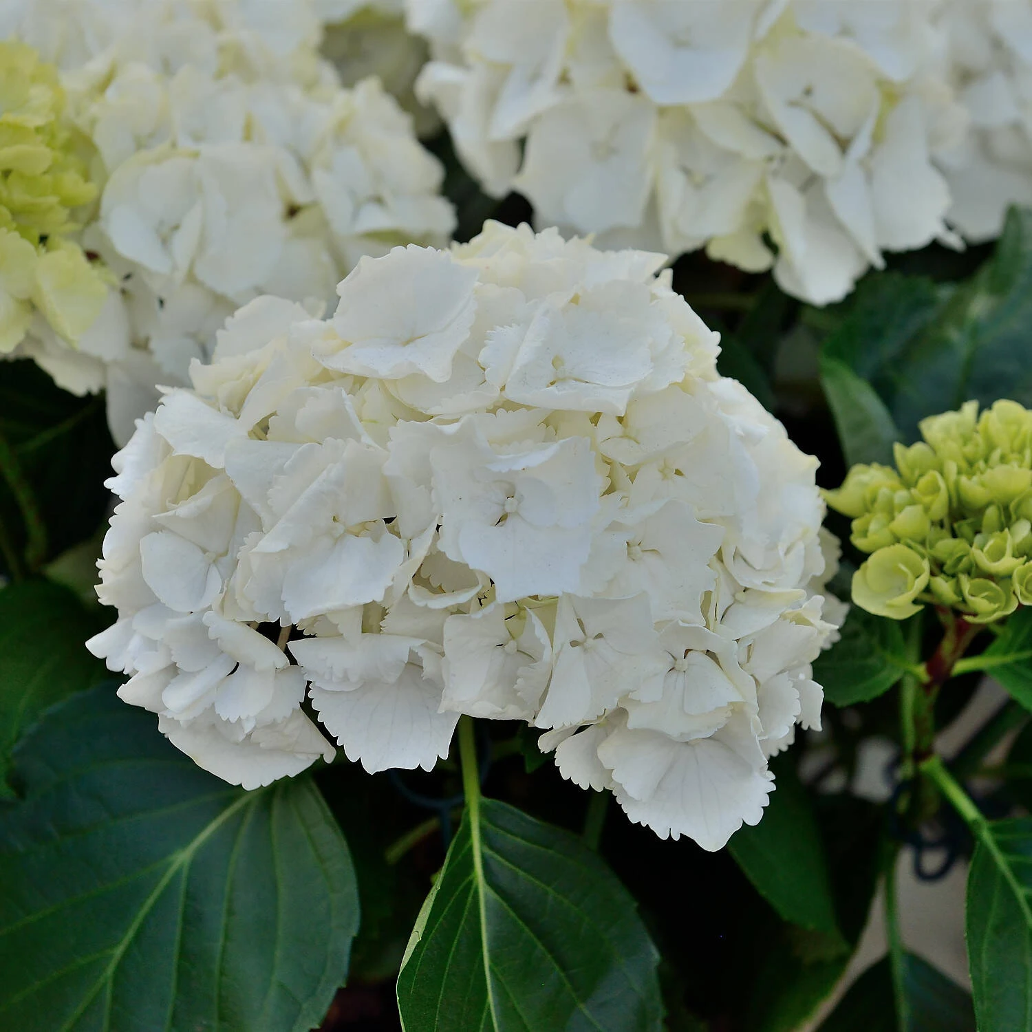 Hydrangea Macrophylla 'Schneeball' 1 Hydrangea Macrophylla 'Schneeball'
