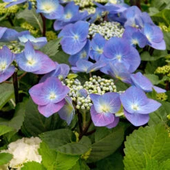 Hydrangea Macrophylla 'Zorro'