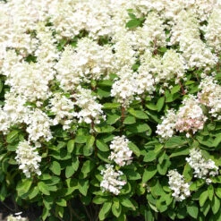 Hydrangea Paniculata 'Baby Lace'