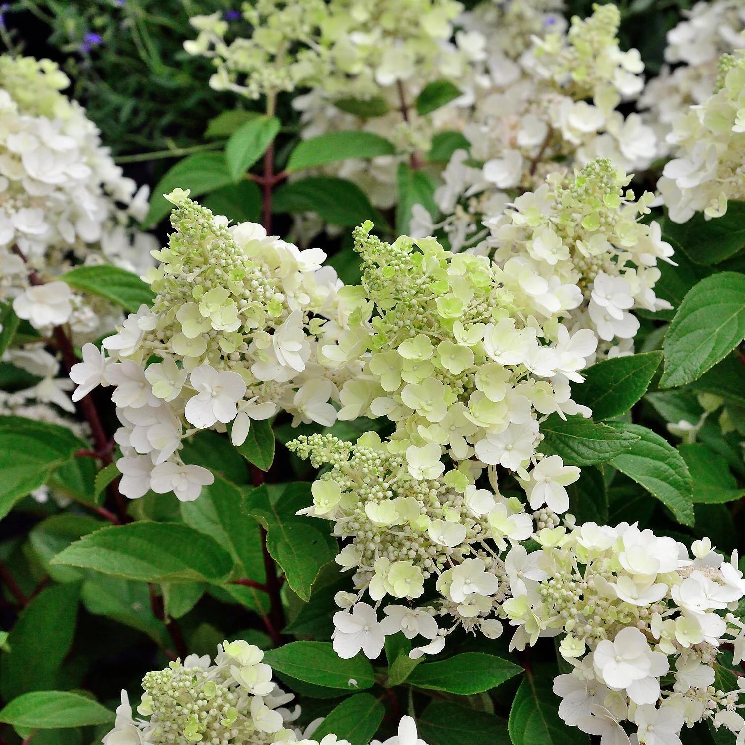 Hydrangea Paniculata 'Candlelight'® 1 Hydrangea Paniculata 'Candlelight'®
