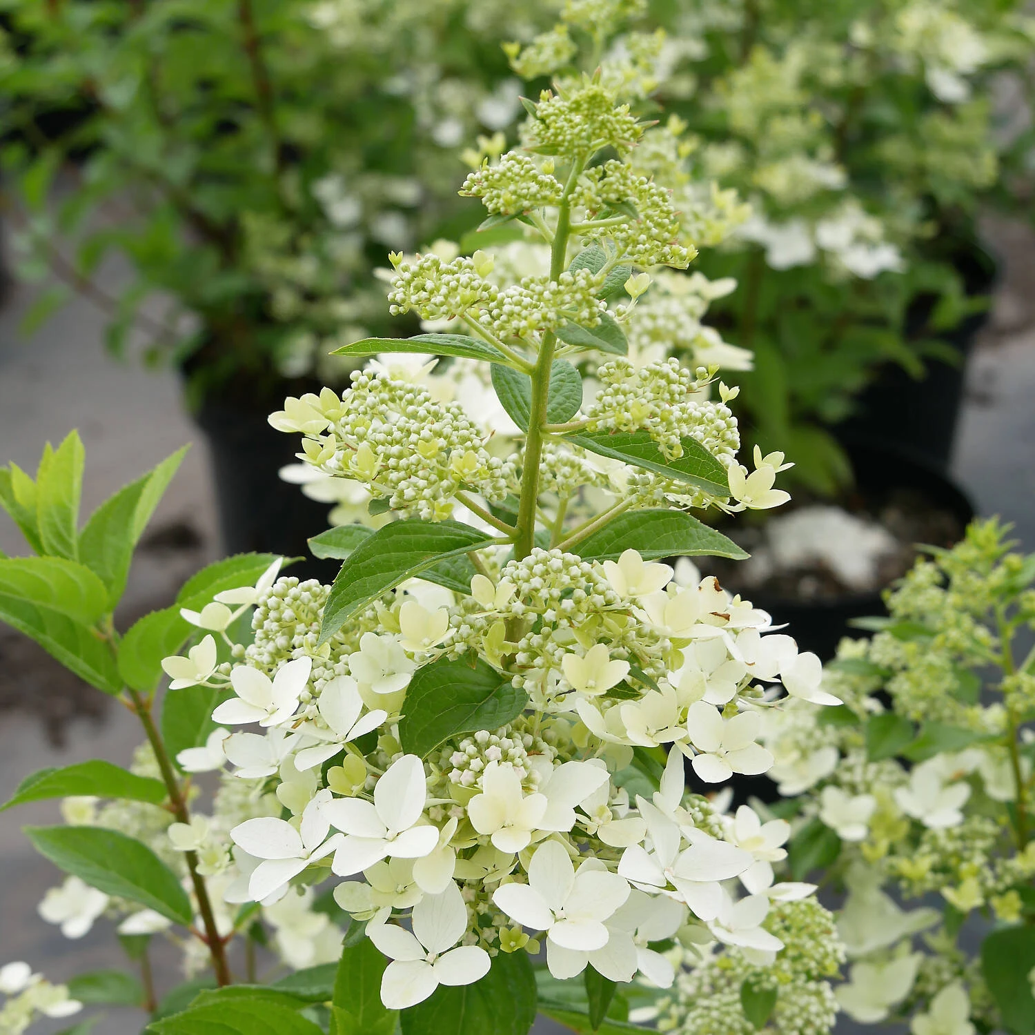 Hydrangea Paniculata 'Confetti' 1 Hydrangea Paniculata 'Confetti'