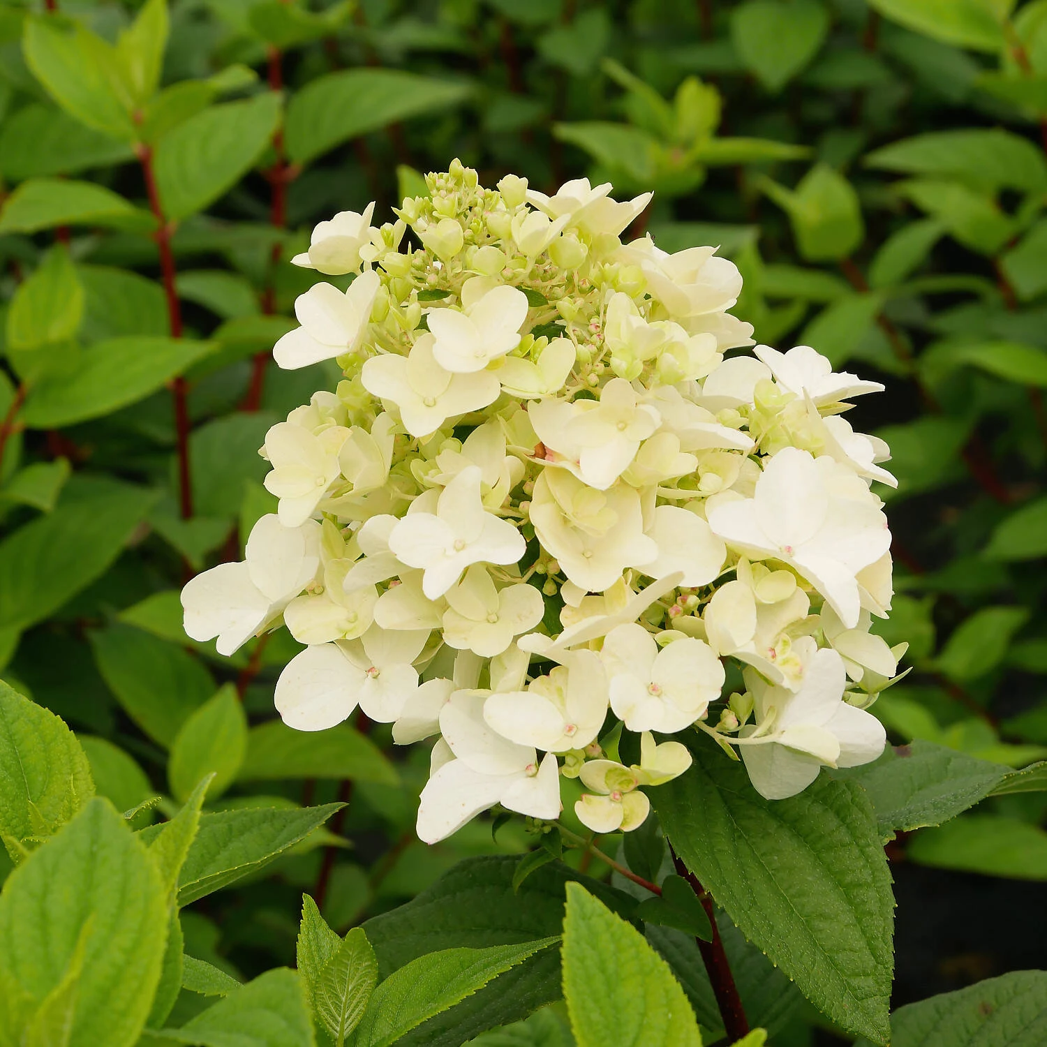 Hydrangea Paniculata 'Fire Light' 1 Hydrangea Paniculata 'Fire Light'
