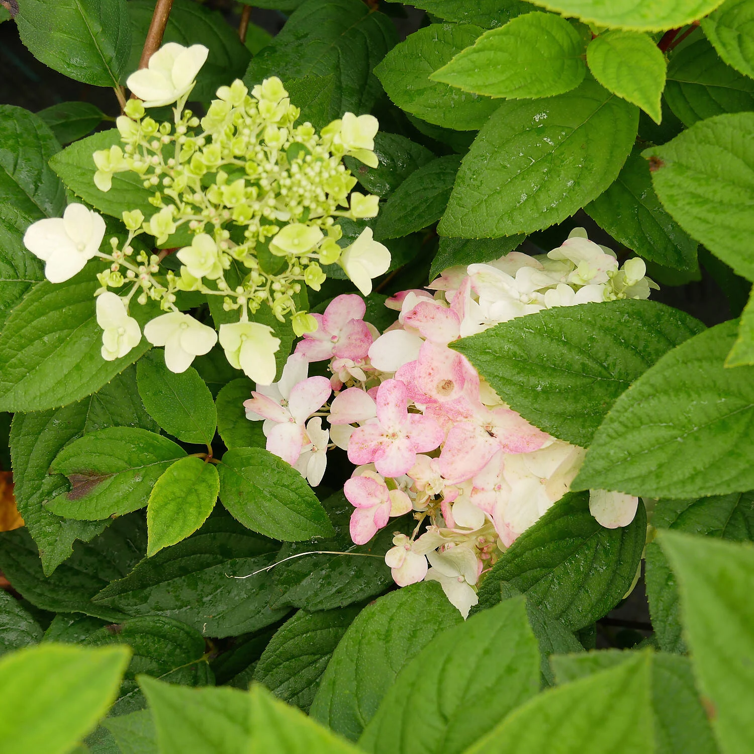 Hydrangea Paniculata 'Fire Light' 2 Hydrangea Paniculata 'Fire Light' – Bild 2