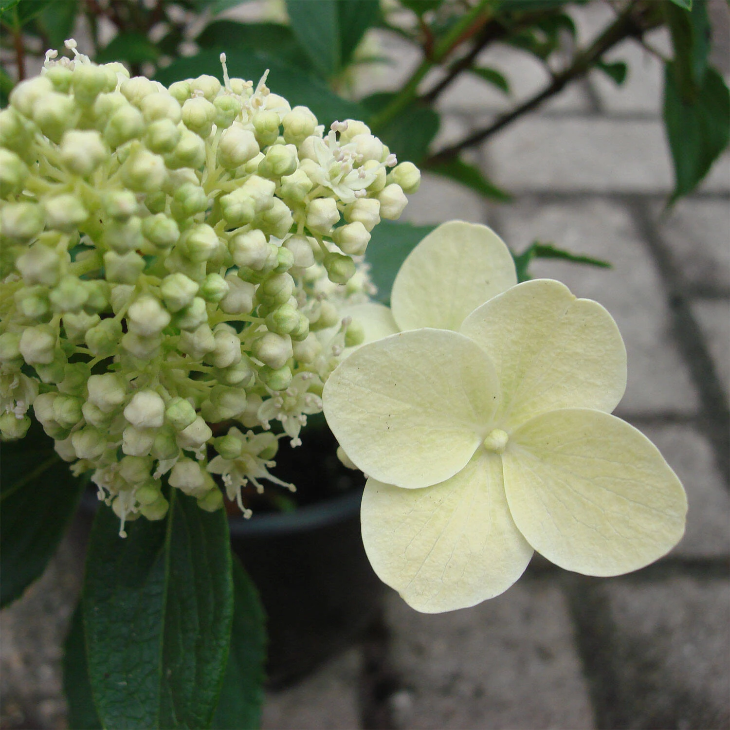 Hydrangea Paniculata 'Kyushu' 1 Hydrangea Paniculata 'Kyushu'