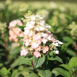 Hydrangea Paniculata 'Little Quick Fire'®