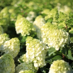 Hydrangea Paniculata 'Magical Mont Blanc'®