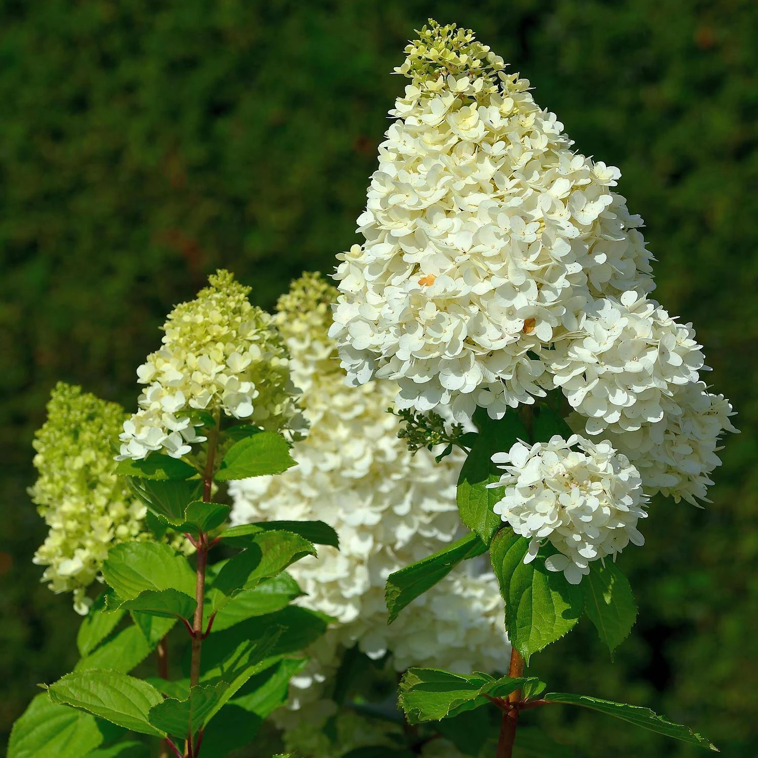 Hydrangea Paniculata 'Magical Moonlight' ® 1 Hydrangea Paniculata 'Magical Moonlight' ®