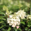 Hydrangea Paniculata 'Magical Vesuvio'®