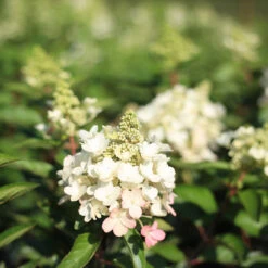 Hydrangea Paniculata 'Magical Vesuvio'®