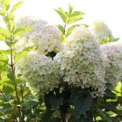 Hydrangea Paniculata 'Phantom'