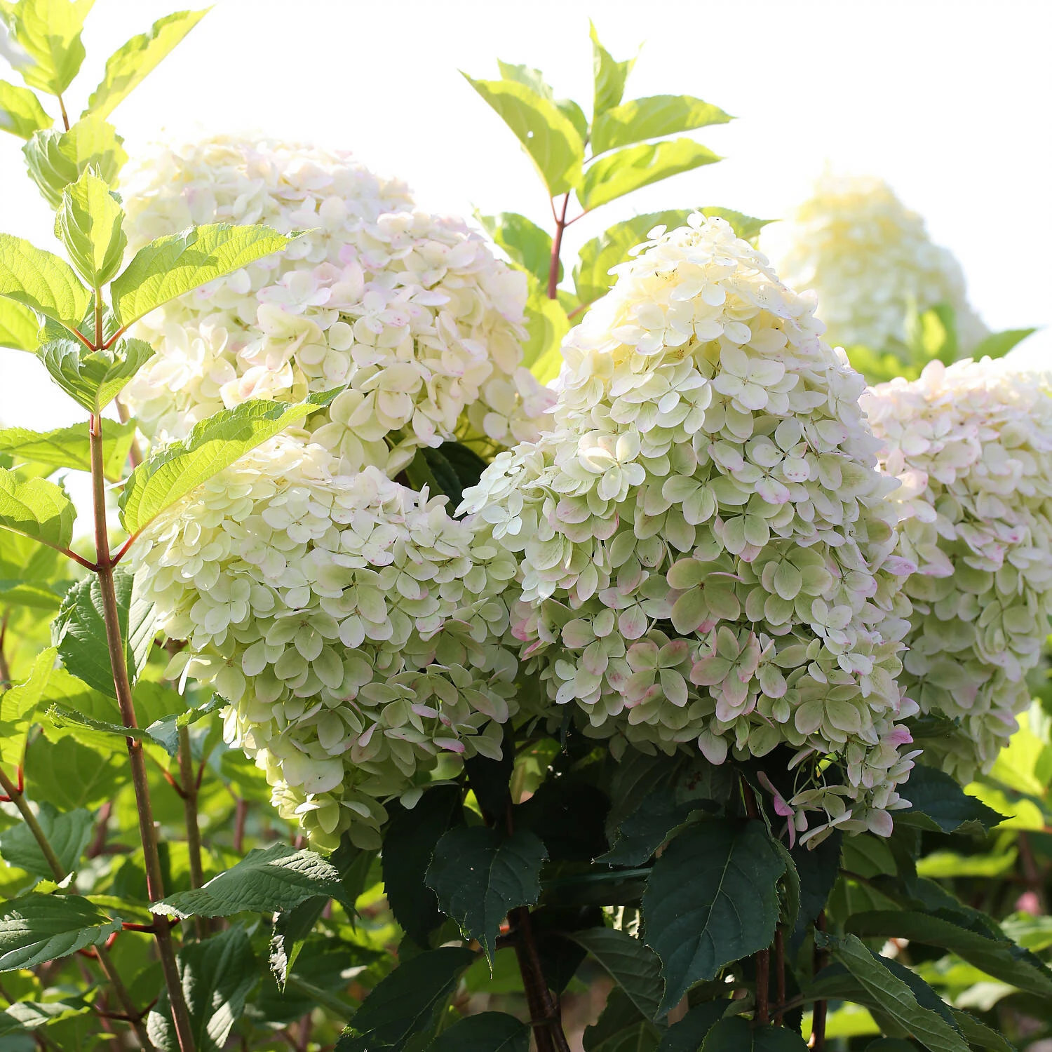 Hydrangea Paniculata 'Phantom' 1 Hydrangea Paniculata 'Phantom'