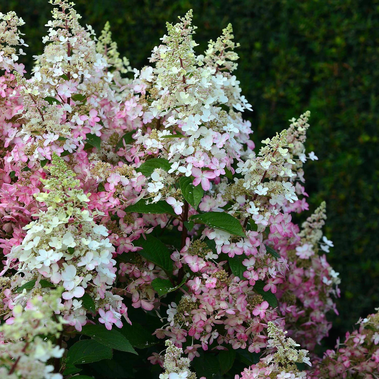 Hydrangea Paniculata 'Pinky Winky' ® 1 Hydrangea Paniculata 'Pinky Winky' ®