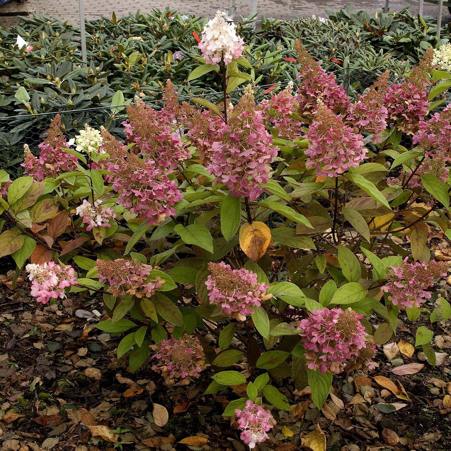 Hydrangea Paniculata 'Pinky Winky' ® 2 Hydrangea Paniculata 'Pinky Winky' ® – Bild 2