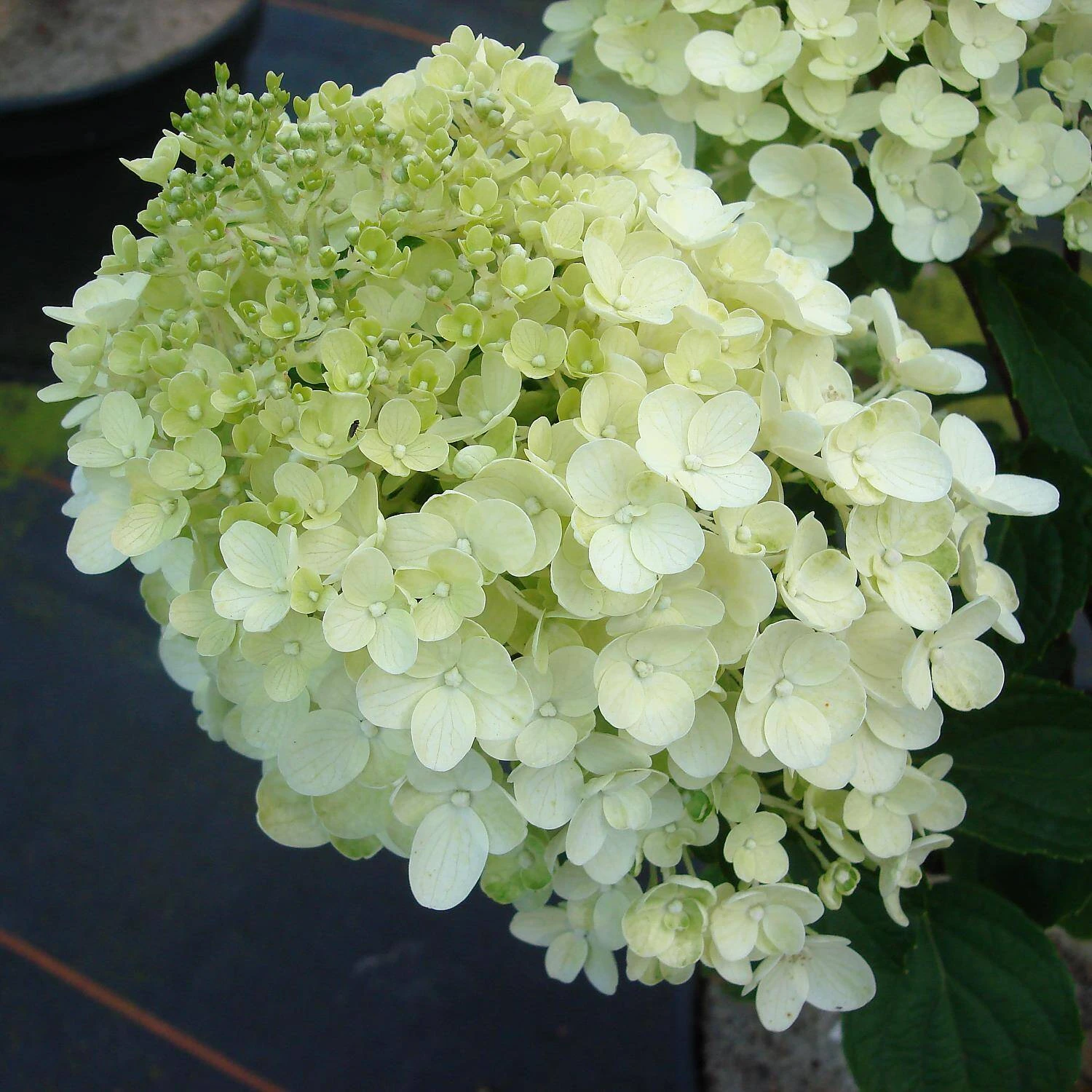 Hydrangea Paniculata 'Silver Dollar' 1 Hydrangea Paniculata 'Silver Dollar'