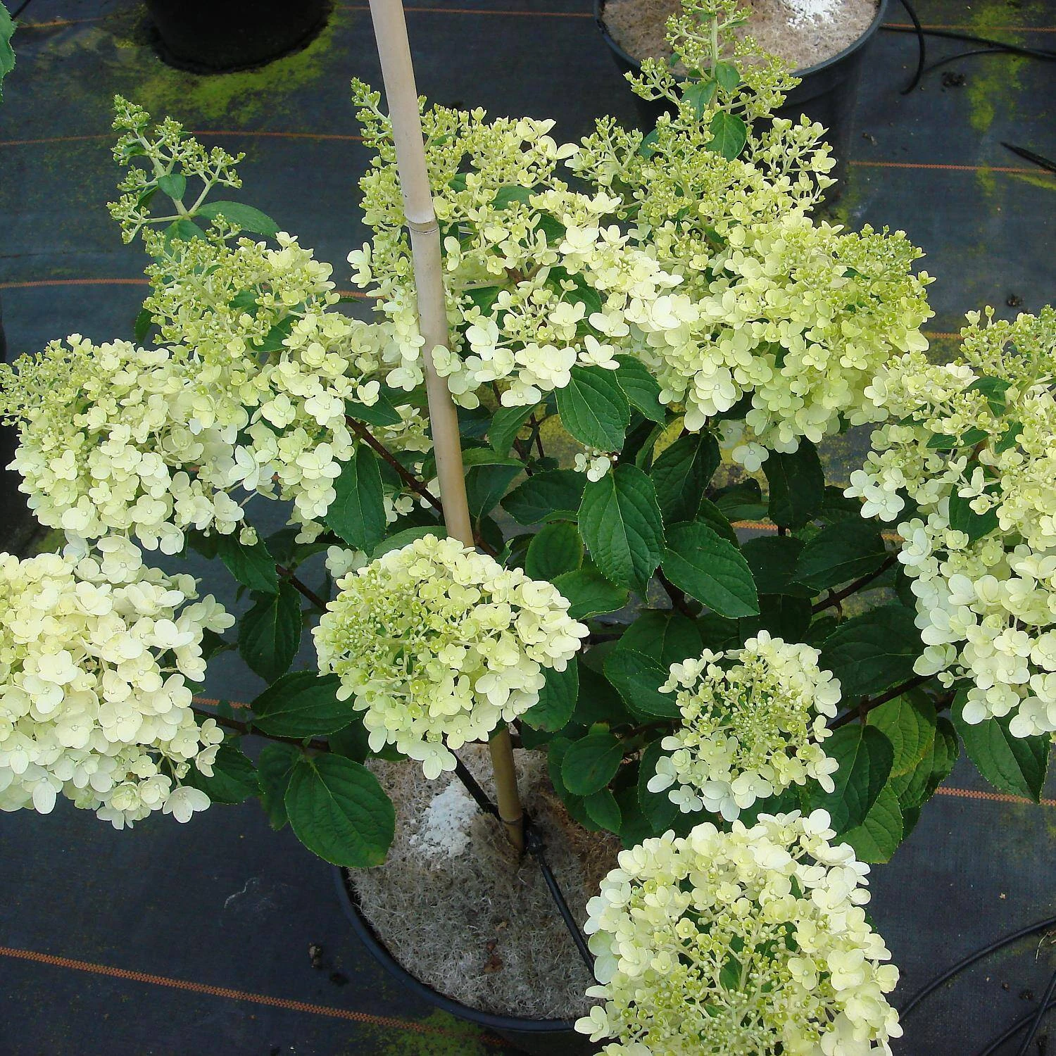 Hydrangea Paniculata 'Silver Dollar' 2 Hydrangea Paniculata 'Silver Dollar' – Bild 2