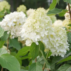 Hydrangea Paniculata 'Skyfall'®